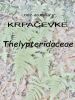 007_00_00c_krpacevke_Thelypteridaceae_IMG_7978a.jpg