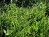 007_01_01ba_krpaca_mocvirska_Thelypteris_palustris_IMG_7531a.jpg
