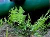 007_01_01bb_krpaca_mocvirska_Thelypteris_palustris_IMG_7514a.jpg