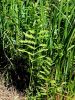 007_01_01bc_krpaca_mocvirska_Thelypteris_palustris_IMG_7511a.jpg