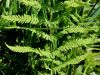 007_01_01be_krpaca_mocvirska_Thelypteris_palustris_IMG_7520a.jpg