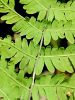 007_01_01bf_krpaca_mocvirska_Thelypteris_palustris_IMG_7513a.jpg