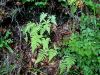007_02_01ca_bukovcica_navadna_Phegopteris_connectilis_IMG_7978a.jpg