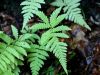 007_02_01cb_bukovcica_navadna_Phegopteris_connectilis_IMG_7979a.jpg