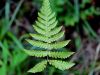 007_02_01cc_bukovcica_navadna_Phegopteris_connectilis_IMG_7980a.jpg
