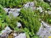008_01_11ca_srsaj_deljenolistni_Asplenium_fissum_IMG_4624a.jpg