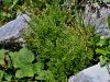 008_01_11cb_srsaj_deljenolistni_Asplenium_fissum_IMG_4626a.jpg