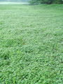 014_01_01ba_stiriperesna_marzilka_Marsilea_quadrifolia_DSC00671.jpg