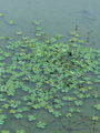 014_01_01bb_stiriperesna_marzilka_Marsilea_quadrifolia_DSC00672.jpg