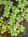 014_01_01bc_stiriperesna_marzilka_Marsilea_quadrifolia_DSC09766.jpg