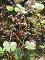 014_01_01bd_stiriperesna_marzilka_Marsilea_quadrifolia_DSC02055.jpg