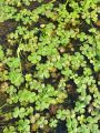014_01_01be_Marzilka_stiriperesna_Marsilea_quadrifolia_DSC09765.jpg