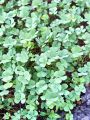 014_01_01bf_Marzilka_stiriperesna_Marsilea_quadrifolia_DSC00670.jpg