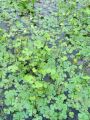 014_01_01bg_Marzilka_stiriperesna_Marsilea_quadrifolia_DSC09763.jpg