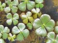 014_01_01bh_Marzilka_stiriperesna_Marsilea_quadrifolia_DSC09999.jpg
