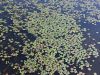 014_01_01bj_marzilka_stiriperesna_Marsilea_quadrifolia_IMG_9410a.jpg