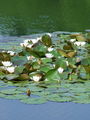 023_01_01ba_beli_lokvanj_Nymphaea_alba_DSC09797.jpg