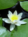 023_01_01bb_beli_lokvanj_Namphaea_alba_DSC01208.jpg
