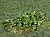 023_01_01bc_lokvanj_beli_Nymphaea_alba_IMG_3438.JPG