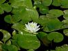 023_01_01bd_lokvanj_beli_Nymphaea_alba_IMG_3439a.jpg