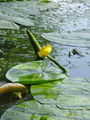 023_02_01bb_rumeni_blatnik_Numphar_lutea_DSC09877.jpg