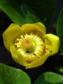 023_02_01bc_rumeni_blatnik_Nuphar_lutea_DSC09769.jpg
