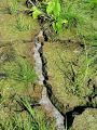 023_02_01bd_Blatnik_rumeni_Nuphar_luteum_DSC01925.jpg