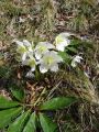 025_03_01bb_Teloh_crni_1_Helleborus_niger_bb.jpg