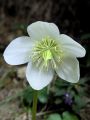025_03_01bcTeloh_crni_Helleborus_niger_bc.jpg