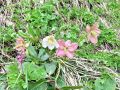 025_03_01be_teloh_crni_Helleborus_niger_2014_06210044.jpg