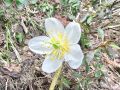 025_03_01bf_teloh_crni_Helleborus_niger_2014_06210042.jpg