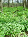 025_03_04ba_hostni_teloh_Helleborus_dumetorum_ba.jpg