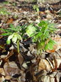025_03_04bb_hostni_teloh_Helleborus_dumetorum_DSC08065.jpg