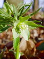 025_03_04bc_hostni_teloh_Helleborus_dumetorum_DSC08060a.jpg