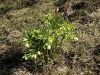025_03_04be_teloh_hostni_Helleborus_dumetorum_IMG_9595a.jpg