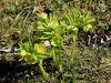 025_03_04bf_teloh_hostni_Helleborus_dumetorum_IMG_9600a.jpg
