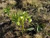 025_03_04bg_teloh_hostni_Helleborus_dumetorum_IMG_9598a.jpg