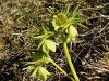 025_03_04bh_teloh_hostni_Helleborus_dumetorum_IMG_9596a.jpg