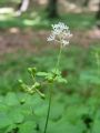 025_06_01ba_Crnoga_navadna_Actaea_spicata_ba.jpg