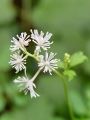 025_06_01bb_Crnoga_navadna_Actaea_spicata_bb.jpg