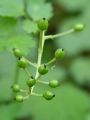 025_06_01bc_Crnoga_navadna_Actaea_spicata_bc.jpg