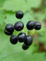 025_06_01be_Crnoga_navadna_Actaeae_spicata_be.jpg