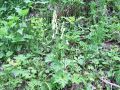 025_09_01ba_preobjeda_ozkoceladasta_Aconitum_lycoctonum_2014_06210091.jpg