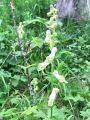025_09_01bb_preobjeda_ozkoceladasta_Aconitum_lycoctonum_2014_06210093.jpg