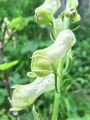 025_09_01bc_preobjeda_ozkoceladasta_Aconitum_lycoctonum_2014_06210094.jpg