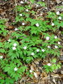 025_10_06ba_trilistna_vetrnica_Anemone_trifolia_DSC09585.jpg