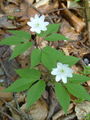 025_10_06bb_trilistna_vetrnica_Anemone_trifolia_DSC09583.jpg
