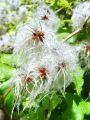 025_13_02bd_Srobot_navadni_Clematis_vitalba_DSC03510.jpg