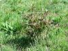 025_13_03ae_srobot_pokoncni_Clematis_recta_2014_04110021.jpg