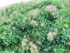 025_13_03af_Srobot_pokoncni_Clematis_recta_2014_07120002.jpg